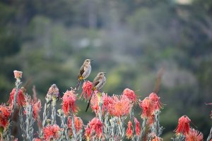 A pair of cape sugarbirds perched among fynbos flowers.