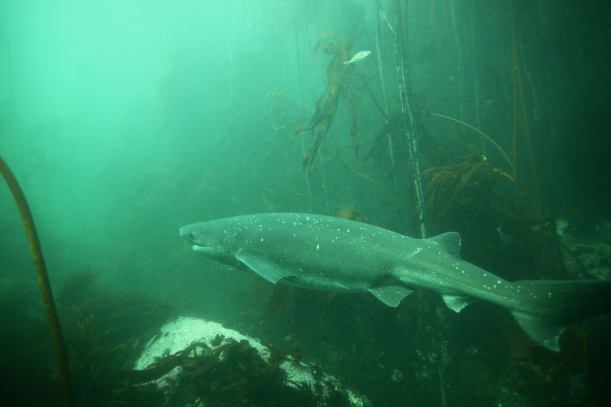 A broadnose sevengill shark in Cape Town, South Africa.