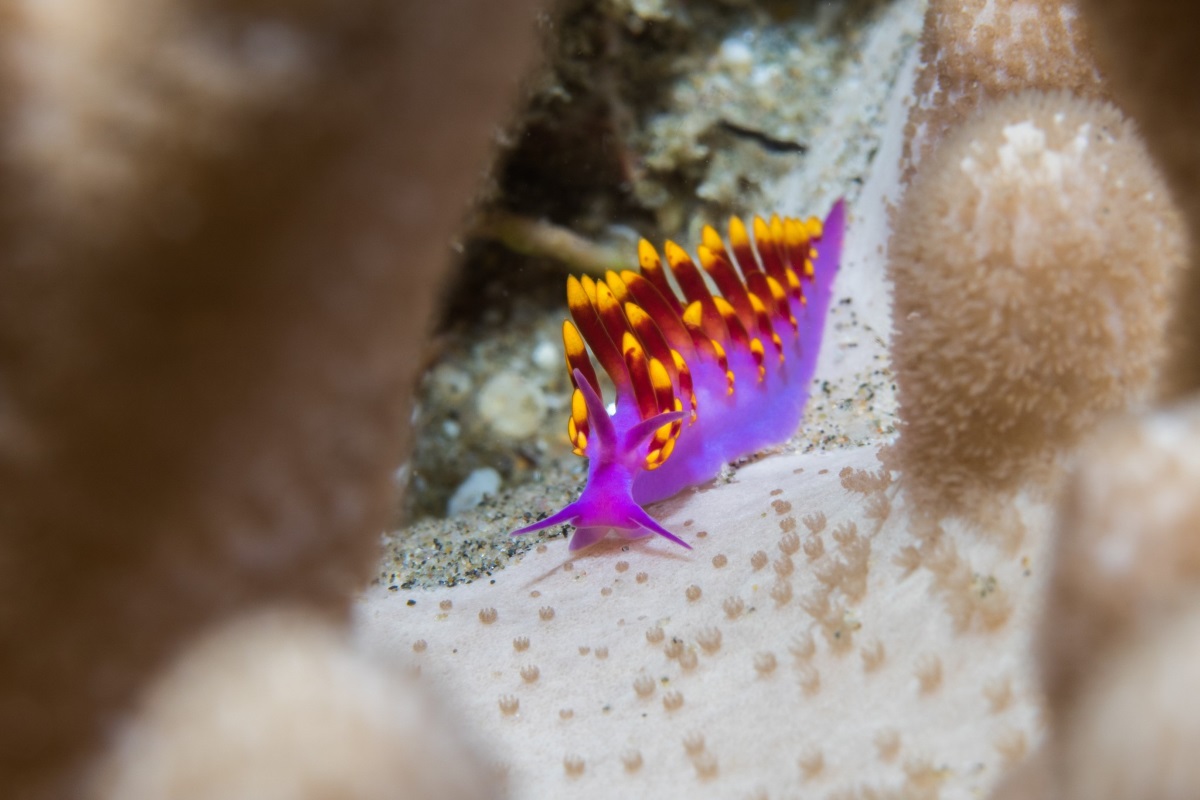 Un nudibranche coloré sur un récif corallien.