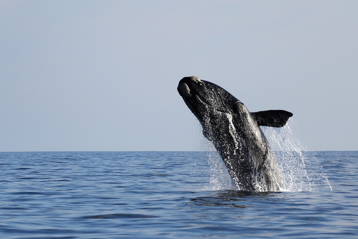 Een walvis springt uit het water in Mossel Bay.