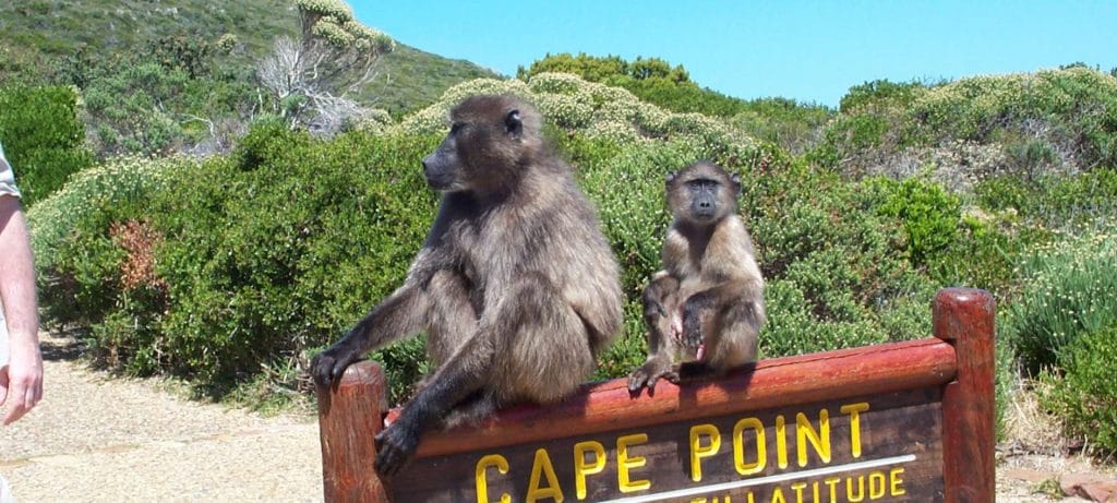 Baboons on a sign at Cape Point, South Africa.