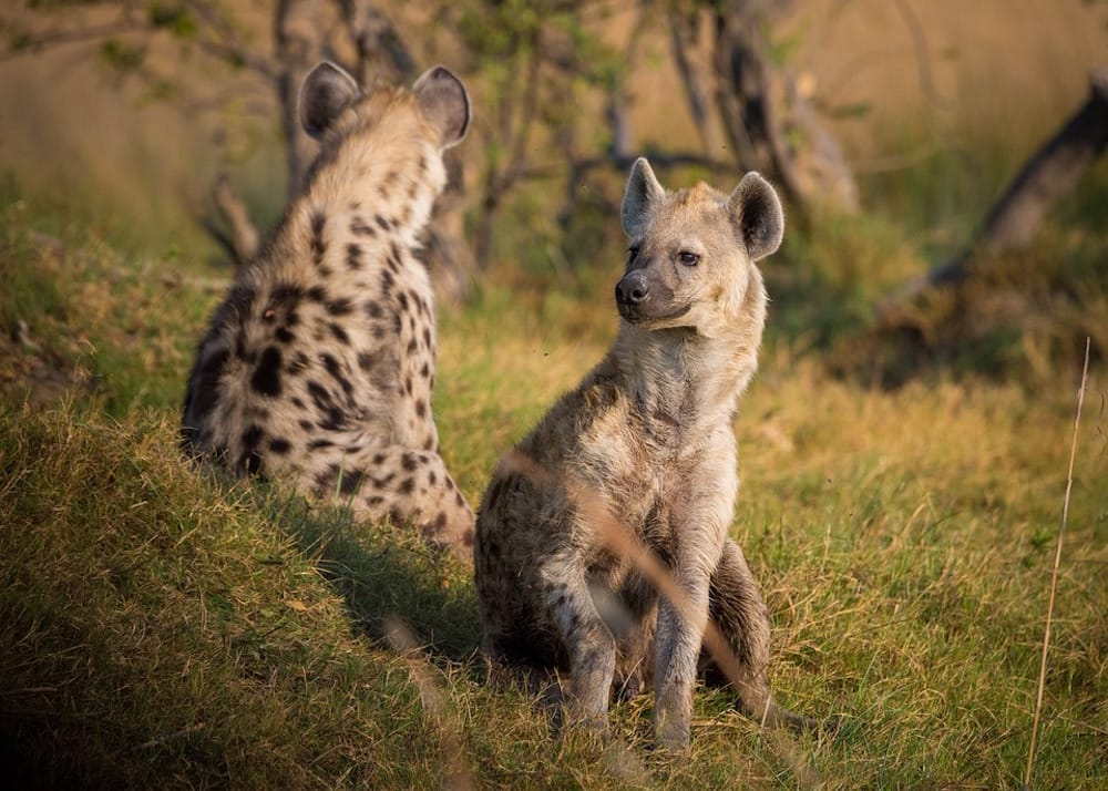 Spotted Hyena in South Africa