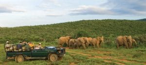 Tourists in a safari vehicle observing elephants in Addo Elephant Park.