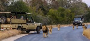 Game drive in Kruger