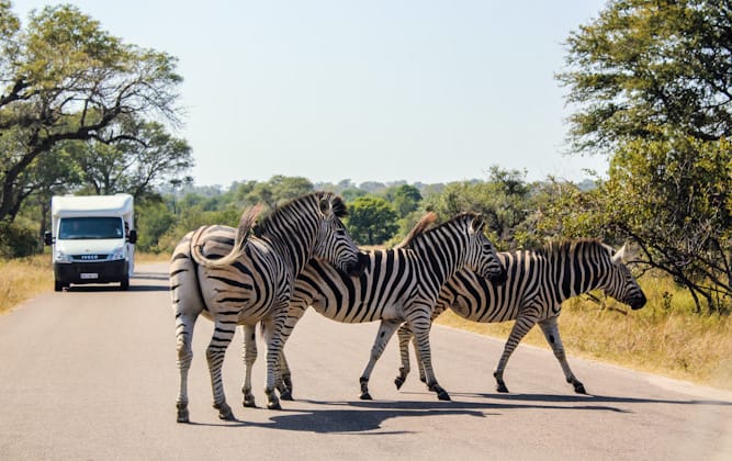 Zebras in the Kruger National Park, South Africa.
