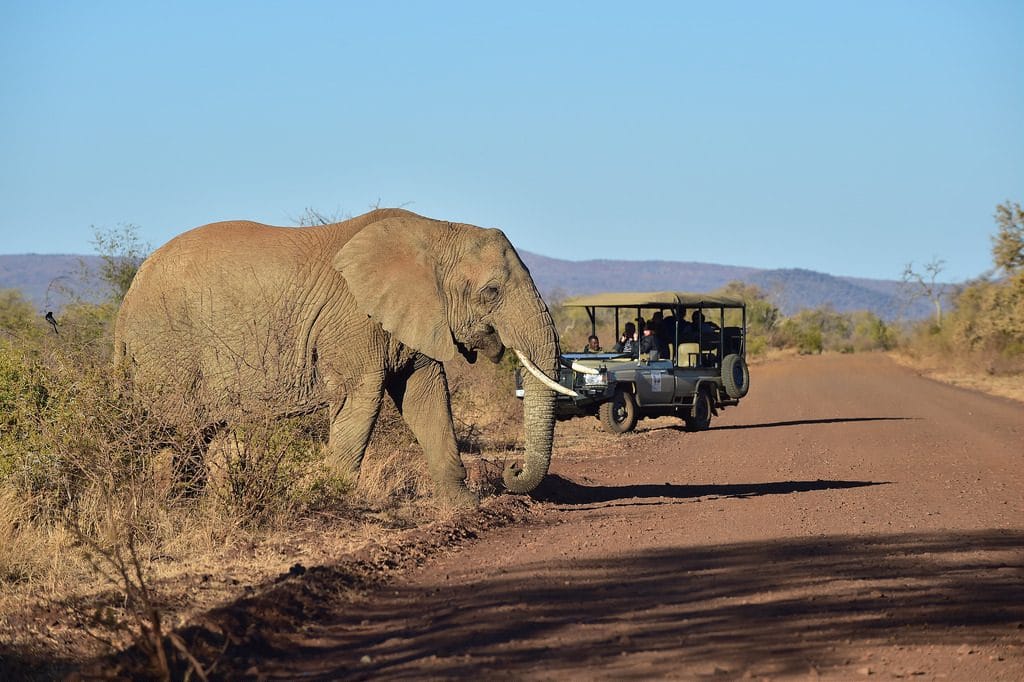 A group of tourist observing an Elephant crossing a dirt road in Madikwe Game Reserve.