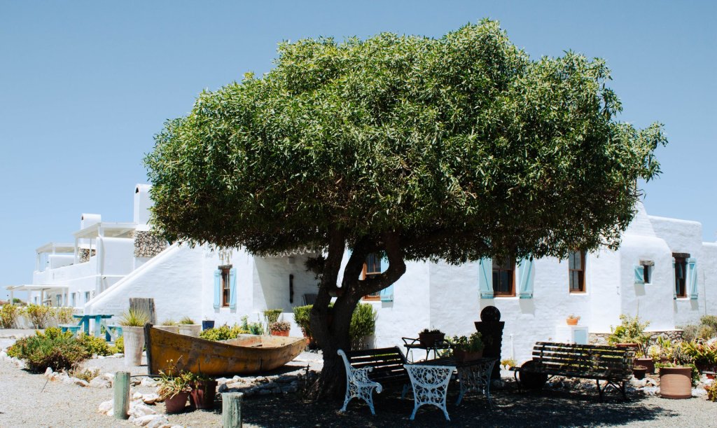A white washed house with a wooden fishing boat in front and outdoor seating under a tree in Paternoster, South Africa.