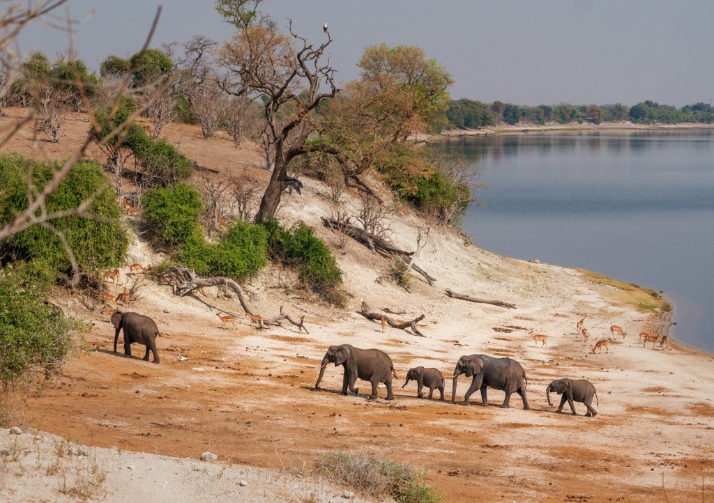 A herd of elephants walking roaming through Chobe National Park in Botswana.