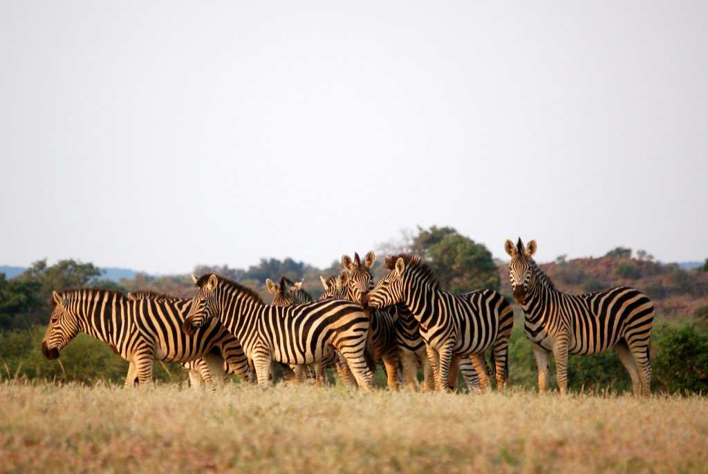 A herd of zebra grazing in the open Botswana plains.