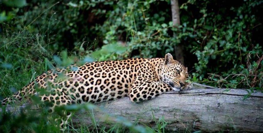 Leopard sleeping on a log, Botswana | Photo credit: Chiefs camp