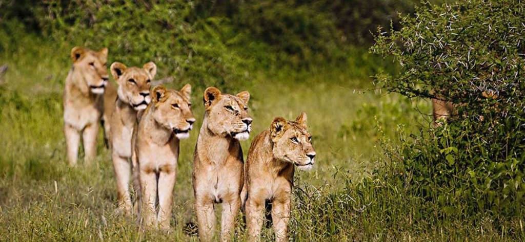 Pride of lions in Botswana.