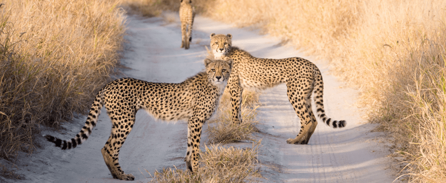 Cheetah's in the Kalahari