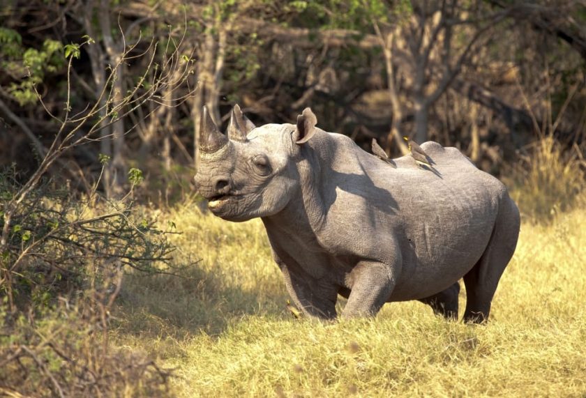 Black Rhino in Botswana.