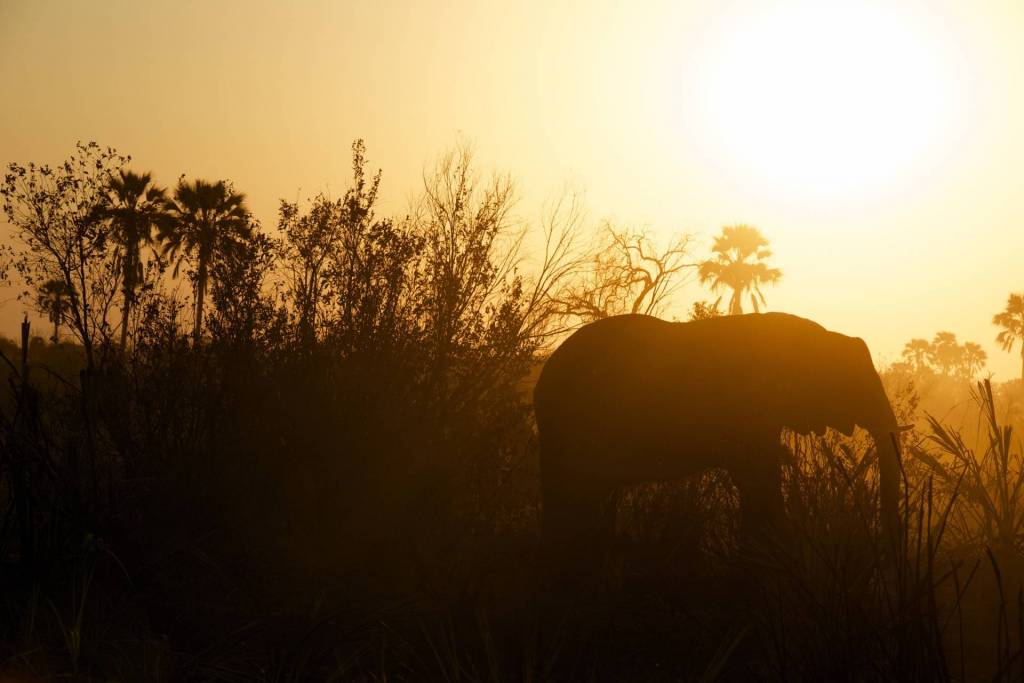 Elephant silhouette at sunset.