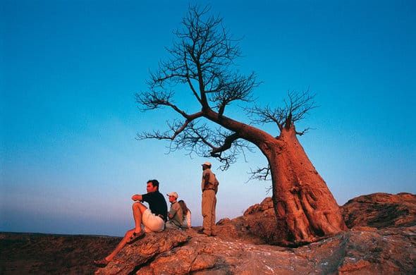 Sunset and Baobab tree