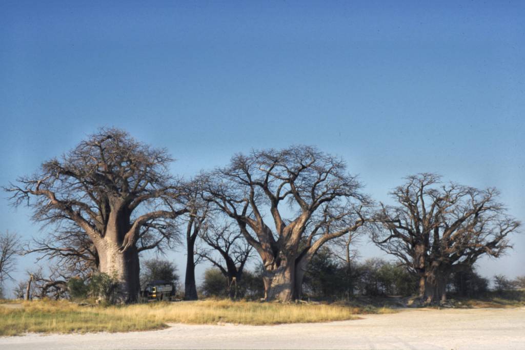 Baynes Baobabs in Nxai Pan National Park, Botswana.
