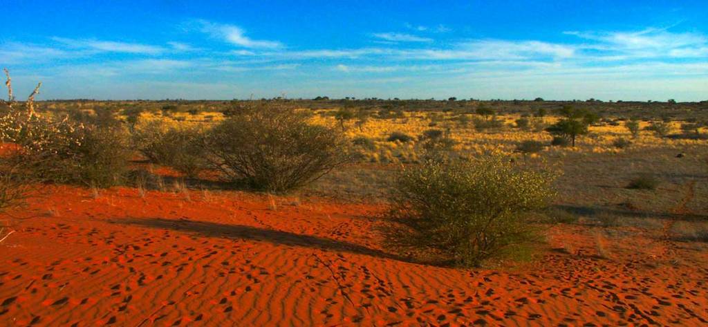 Central Kalahari in Botswana.