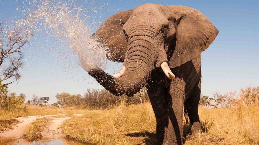 Elephant sprays water from it's trunk, Botswana.