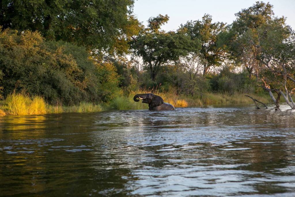 Elephant cools off in the Zambezi River.