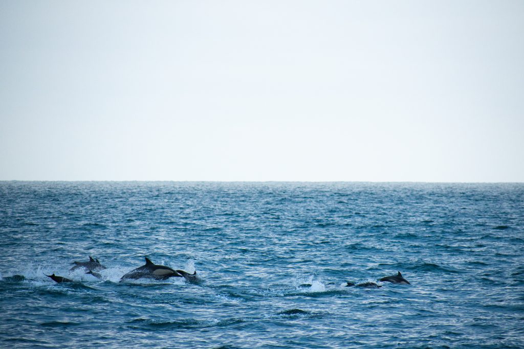 dolphin and whale watching