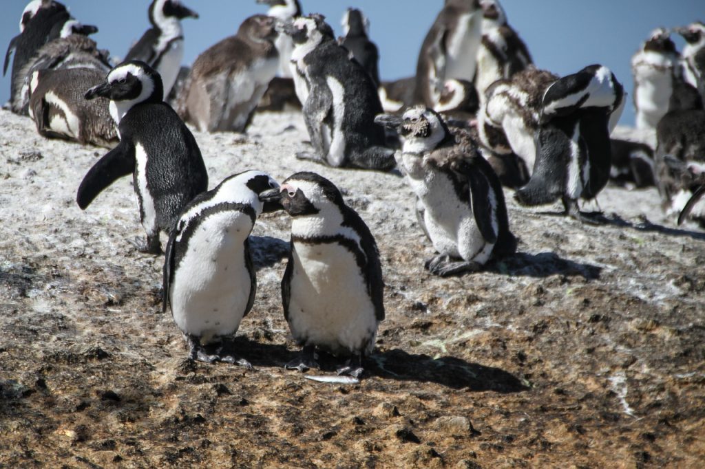 cape town penguin colony