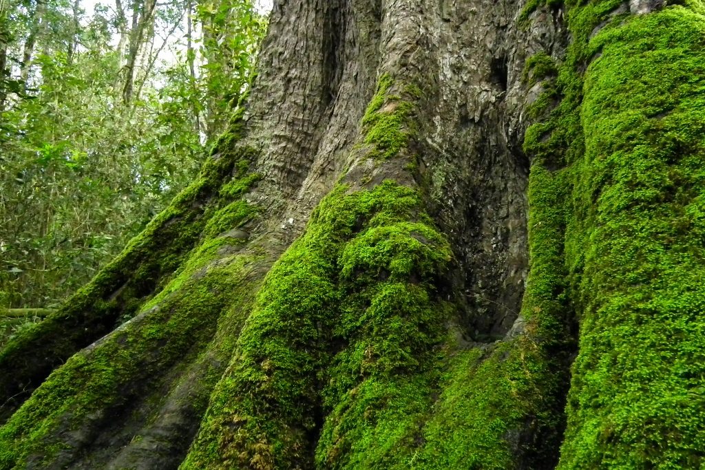 Big Tree in Knysna Forest