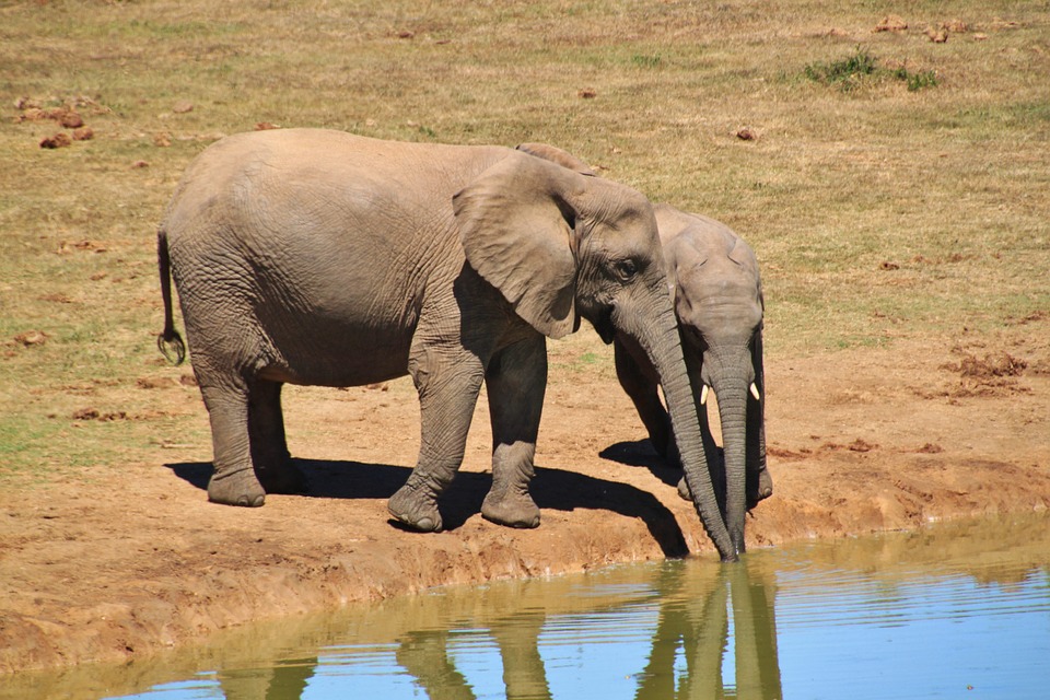 Addo Elephant National Park safari experience
