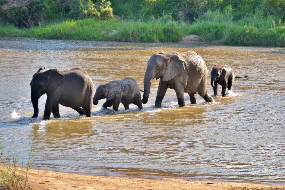 Elephants in the River, Kruger National Park, South Africa