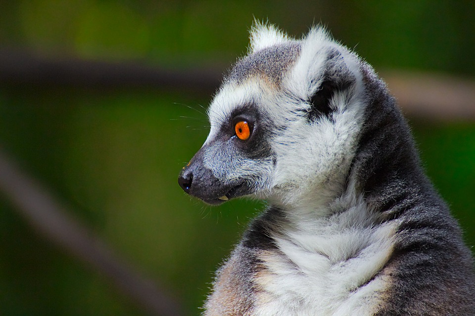 Monkeyland in Plettenberg Bay