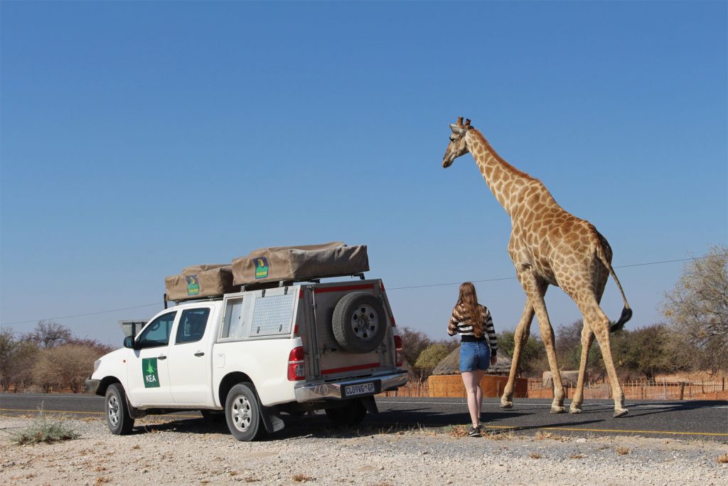 A 4x4 rental vehicle in Namibia alongside a giraffe.