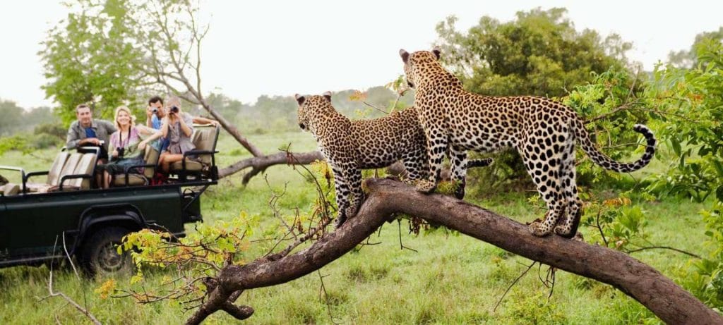 Leopards in the Kruger National Park, South Africa.