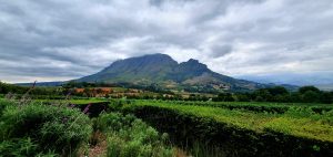 Stellenbosch and the Winelands