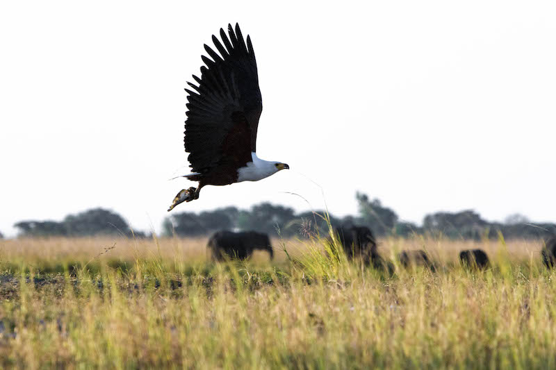 Botswana-Fish-Eagle