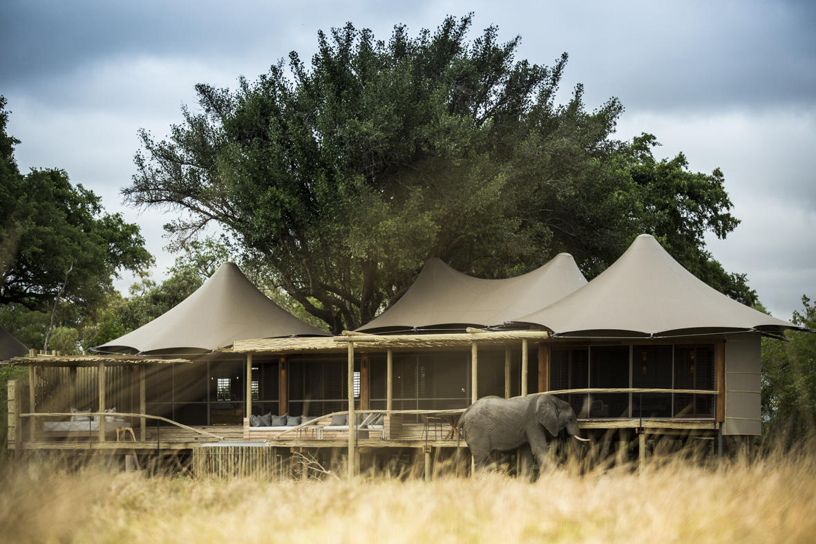 An elephant roaming pass Little Mombo, Botswana.