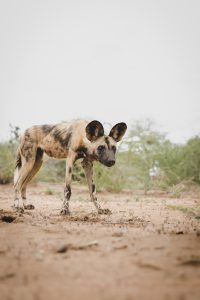 African wild dog in Erindi Game Reserve, Namibia | Photo credits: Moving Lens