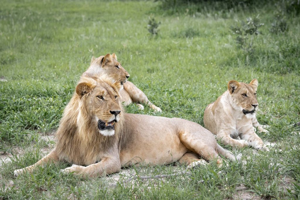 Lion pride in Savute, Botswana | Photo credits: Moving Lens