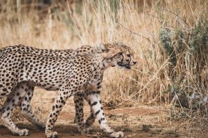 Cheetah in Erindi Game Reserve, Namibia | Photo credits: Moving Lens