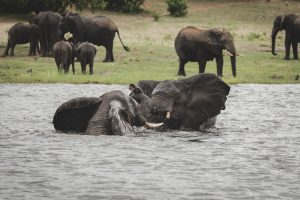 Elephants in the Chobe River, Botswana | Photo credits: Moving Lens