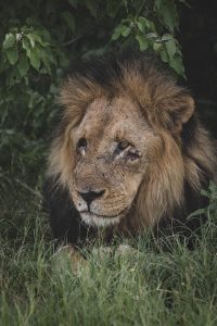 Male lion in Chobe National Park, Botswana | Photo credits: Moving Lens