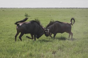 Two wildebeest clashing in Savute, Botswana | Photo credits: Moving Lens