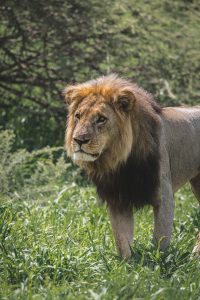 Lion in Savute, Botswana | Photo credits: Moving Lens