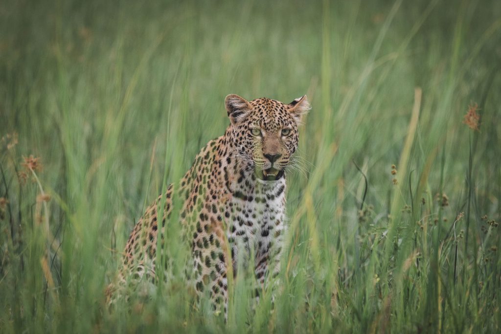 Leopard in Moremi Game Reserve, Botswana | Photo credits: Moving Lens