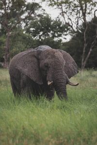 Elephant in Moremi Game Reserve, Botswana | Photo credits: Moving Lens