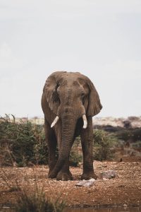 Elephant in Etosha National Park, Namibia | Photo credits: Moving Lens