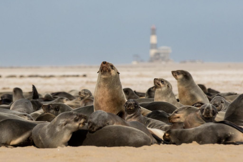 Cape Cross seal colony in Namibia | Photo credits: Toine Ijsseldijk