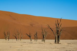 Deadvlei at Sossusvlei, Namibia | Photo credits: Toine Ijsseldijk