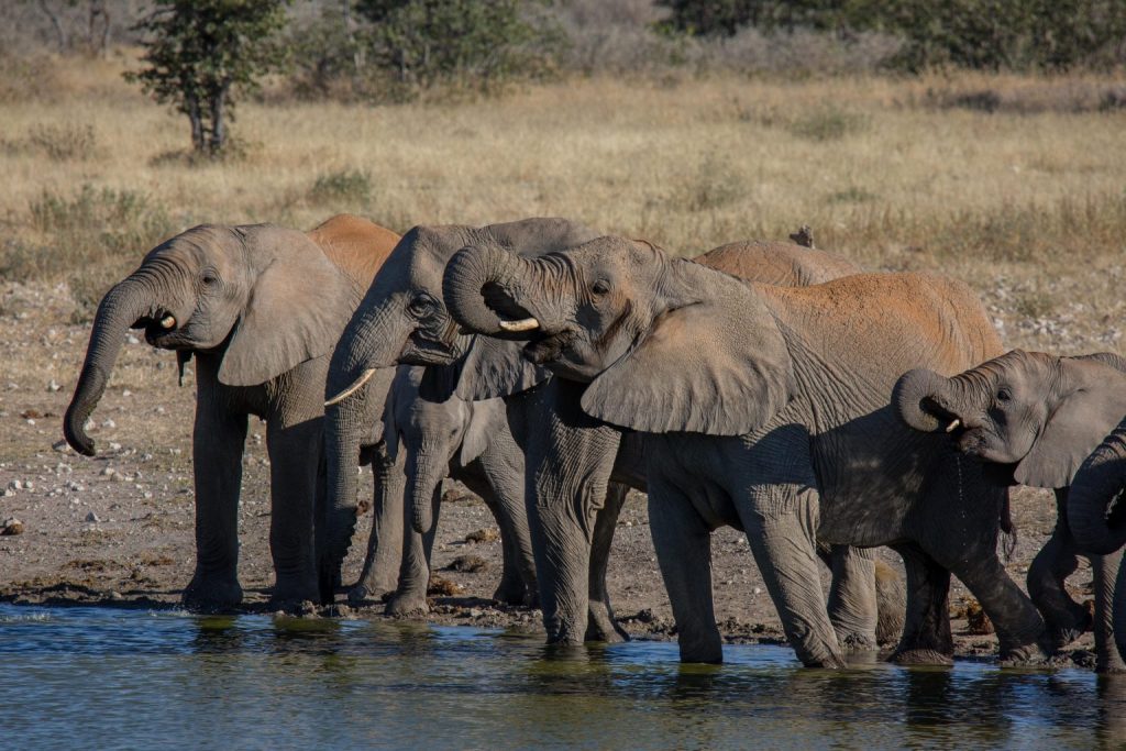 Elephants at a waterhole in Etosha National Park, Namibia | Photo credits: Toine Ijsseldijk