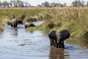 Elelphants in the Okavango Delta, Botswana | Photo credits: Toine Ijsseldijk