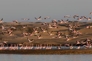 Flamingos at Walvis Bay lagoon, Namibia | Photo credits: Toine Ijsseldijk