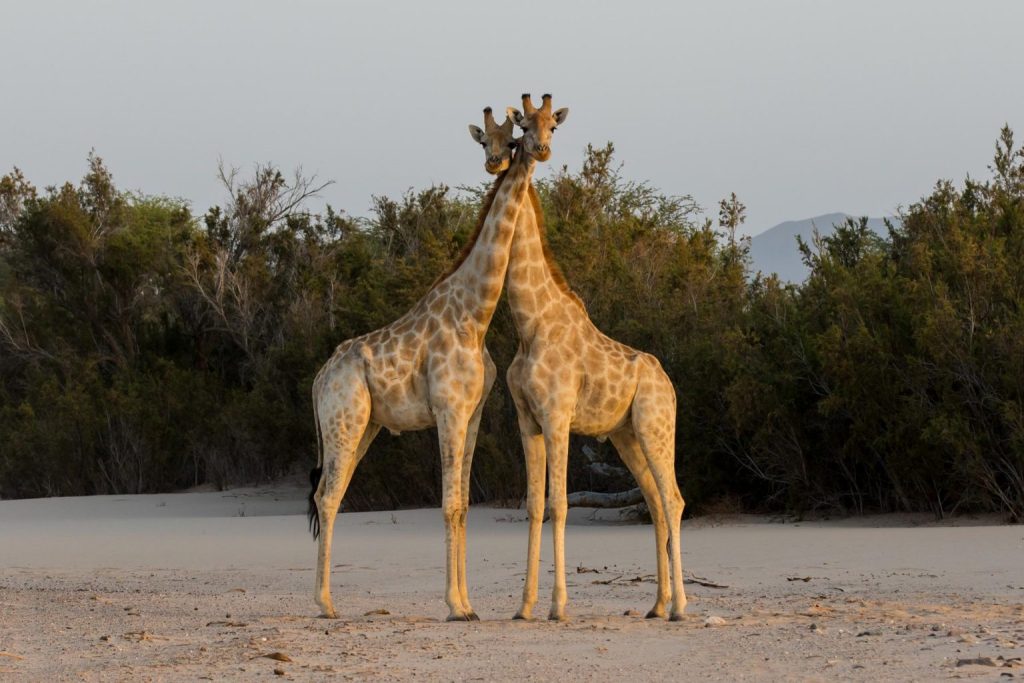 Giraffes at Purros, Namibia | Photo credits: Toine Ijsseldijk